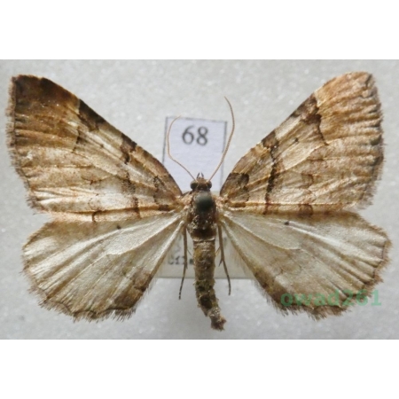 Earophila badiata (Denis & Schiffermüller, 1775) Czech68